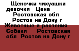 Щеночки чихуашки девочки › Цена ­ 9 500 - Ростовская обл., Ростов-на-Дону г. Животные и растения » Собаки   . Ростовская обл.,Ростов-на-Дону г.